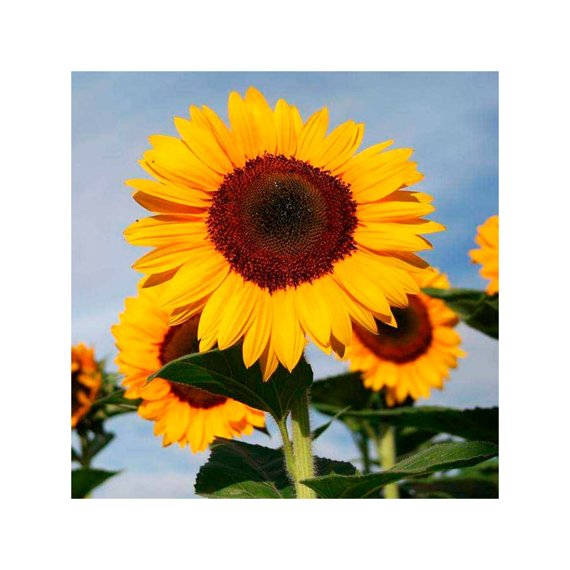  Girasol 1000 Semillas Sunshine Max, Flor, Corte, Grofit 176 Girasol 1000 Semillas Sunshine Max, Flor, Corte, Grofit
El híbrido 