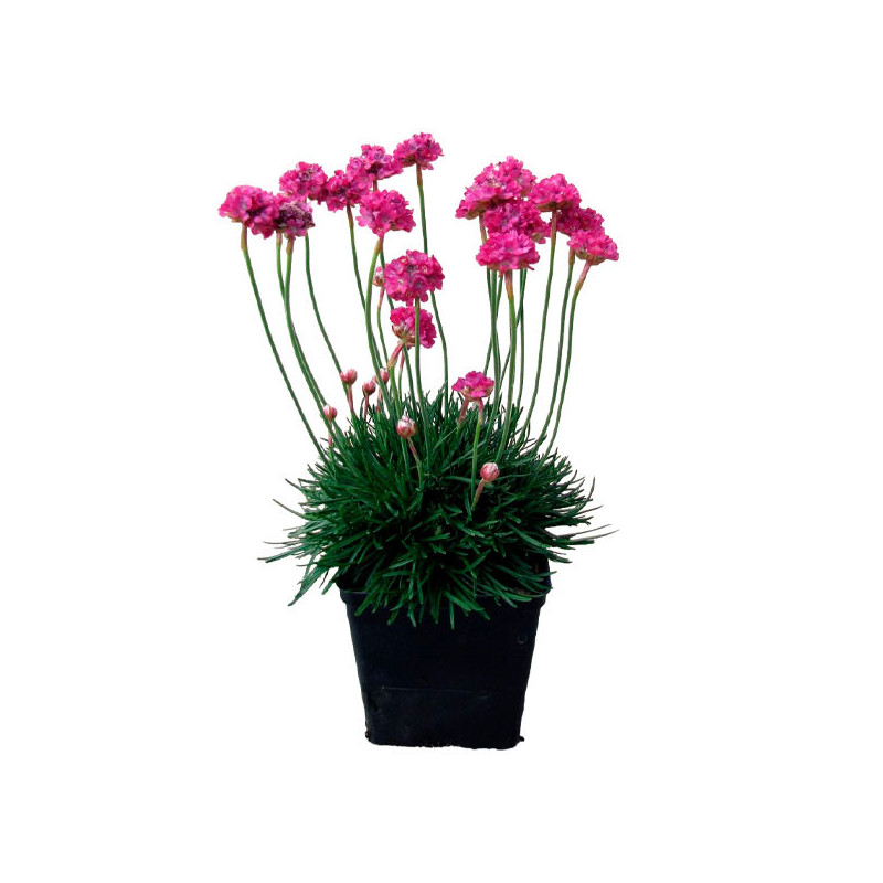  Clavelina de Mar 1000 Semillas Armeria maritima Morning Star Deep Rose Flor Maceta Benary 85.59322 Clavelina de Mar 1000 Semill