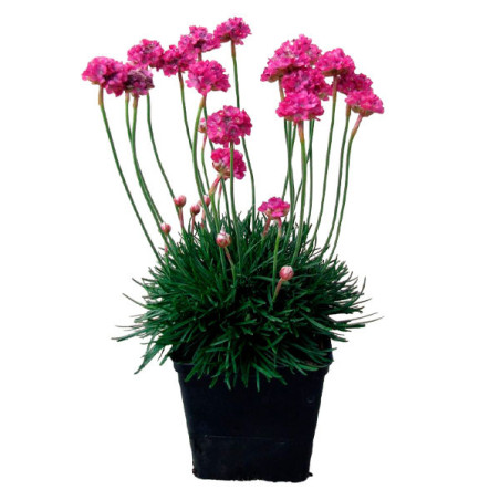  Clavelina de Mar 1000 Semillas Armeria maritima Morning Star Deep Rose Flor Maceta Benary 85.59322 Clavelina de Mar 1000 Semill