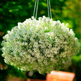 Aliso de Mar 1000 Semillas Lobularia marítima Alyssum Clear Crystal White Flor Colgante Panamerican FLOWER SEEDS-Aliso de Mar 10
