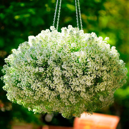 Aliso de Mar 1000 Semillas Lobularia marítima Alyssum Clear Crystal White Flor Colgante Panamerican FLOWER SEEDS-Aliso de Mar 10