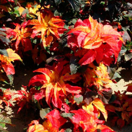  Amaranthus 1000 Semillas gangeticus Carnival Tricolor Flor Maceta Ball Seed 68.644068 Amaranthus 1000 Semillas gangeticus Carni