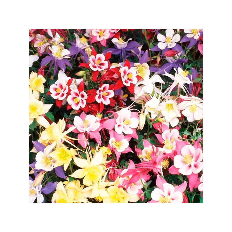  Aquilegia 100 Semillas x hybrida Swan Mix Flor Maceta Panamerican Ball Seed 57.627119 Aquilegia 100 Semillas x hybrida Swan Mix