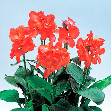  Achira 100 Semillas Canna generalis Tropical salmon Flor Maceta Ball Seed 187.288136 Achira 100 Semillas Canna generalis Tropic