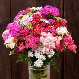  Milenrama 1000 Semillas Achillea Millefolium Summer Berries Flor Corte Ball Seed 108.474576 Milenrama 1000 Semillas Achillea Mi