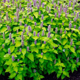  Menta Coreana 1000 Semillas Agastache Golden Jubilee Flor Maceta Ball Seed 193.220339 Menta Coreana 1000 Semillas Agastache Gol