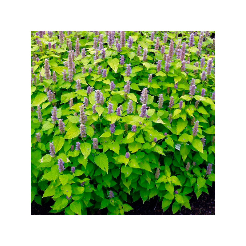  Menta Coreana 1000 Semillas Agastache Golden Jubilee Flor Maceta Ball Seed 193.220339 Menta Coreana 1000 Semillas Agastache Gol