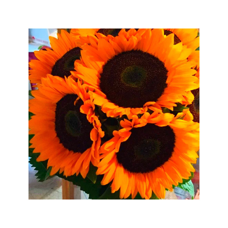  Girasol 1000 Semillas Helianthus annuus x hybrido Soleado Max F1 Flor Corte Grofit 149.152542 Girasol 1000 Semillas Helianthus 