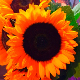  Girasol 10000 Semillas Helianthus annuus x hybrido Soleado Max F1 Flor Corte Grofit 1128.813559 Girasol 10000 Semillas Helianth