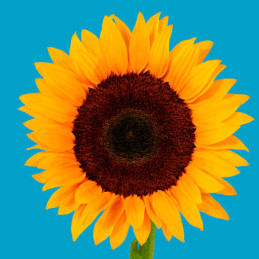  Girasol 10000 Semillas Helianthus annuus x hybrido Rayo de Sol Flor F1 Corte Grofit 1047.457627 Girasol 10000 Semillas Helianth