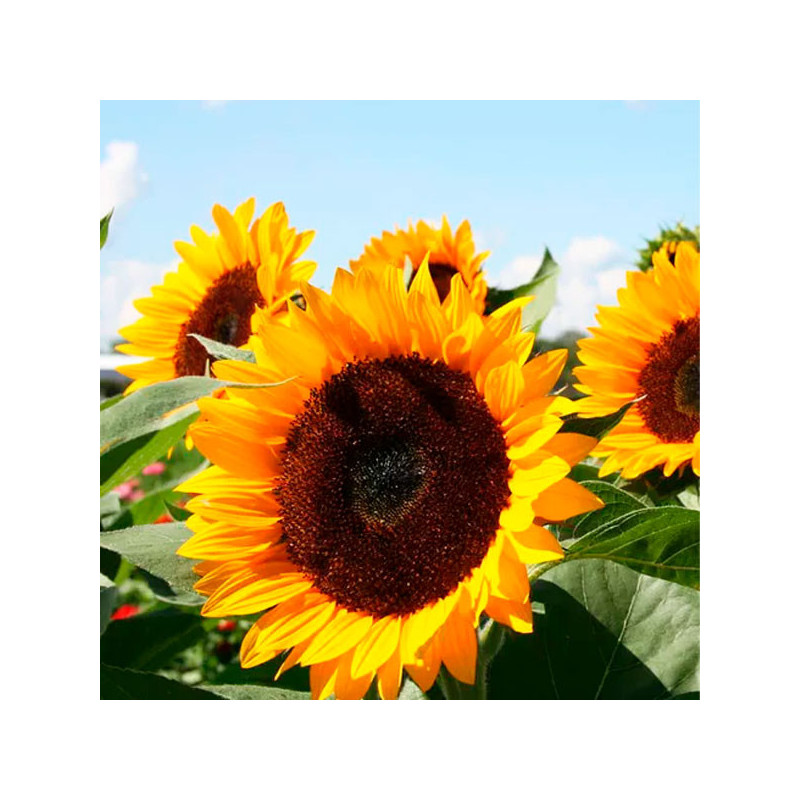  Girasol 10000 Semillas Helianthus annuus x hybrido Rayo de Sol Flor F1 Corte Grofit 1047.457627 Girasol 10000 Semillas Helianth