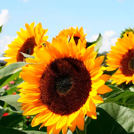  Girasol 10000 Semillas Helianthus annuus x hybrido Rayo de Sol Flor F1 Corte Grofit 1047.457627 Girasol 10000 Semillas Helianth