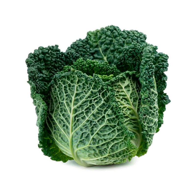  Col Crespa Savoy Perfection 500gr, Semillas de Col Crespa Variedad PSeeds 97.457627 Col Crespa Savoy Perfection 500gr, Semillas