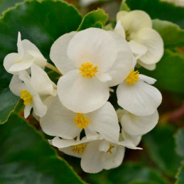  Begonia 100 Semillas interspecific Megawatt White Green Leaf PLT Flor Maceta 74.576271 Begonia 100 Semillas interspecific Megaw