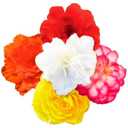  Begonia 500 Semillas tuberhybrida Nonstop Joy Mix F1 PLT Flor Maceta 160.169492 Begonia 500 Semillas tuberhybrida Nonstop Joy M