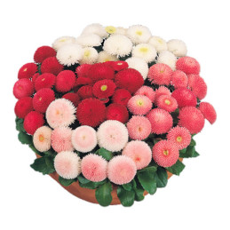  Bellis 1000 Semillas perennis Tasso Mix PLT Flor Maceta 72.033898 Bellis 1000 Semillas perennis Tasso Mix PLT Flor Maceta
Germi