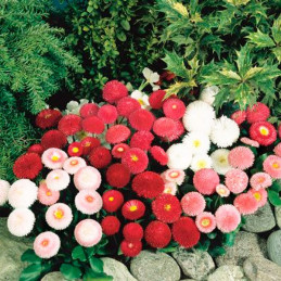  Bellis 1000 Semillas perennis Tasso Mix PLT Flor Maceta 72.033898 Bellis 1000 Semillas perennis Tasso Mix PLT Flor Maceta
Germi