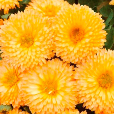 Calendula 1000 Semillas officinalis Bon Bon Apricot Flor Maceta 74.576271 Calendula 1000 Semillas officinalis Bon Bon Apricot F