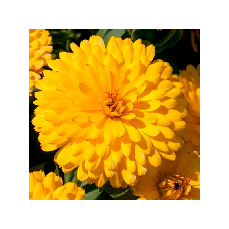  Calendula 5gr Semillas officinalis Fiesta Gitana Yellow Flor Maceta 39.830508 Calendula 5gr Semillas officinalis Fiesta Gitana 