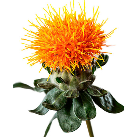  Cartamo 1000 Semillas Carthamus tinctorius Grenade Orange Flor Corte 68.644068 Cartamo 1000 Semillas Carthamus tinctorius Grena