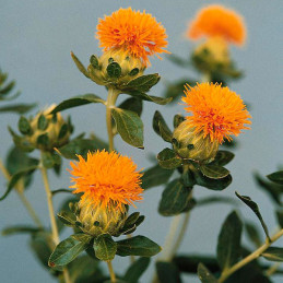  Cartamo 1000 Semillas Carthamus tinctorius Grenade Orange Flor Corte 68.644068 Cartamo 1000 Semillas Carthamus tinctorius Grena