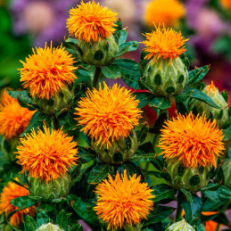  Cartamo 1000 Semillas Carthamus tinctorius Grenade Orange Flor Corte 68.644068 Cartamo 1000 Semillas Carthamus tinctorius Grena