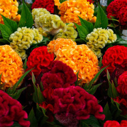  Celosia Cresta de Gallo 1000 Semillas argentea cristata Kurume Mix Flor Corte 68.644068 Celosia Cresta de Gallo 1000 Semillas a
