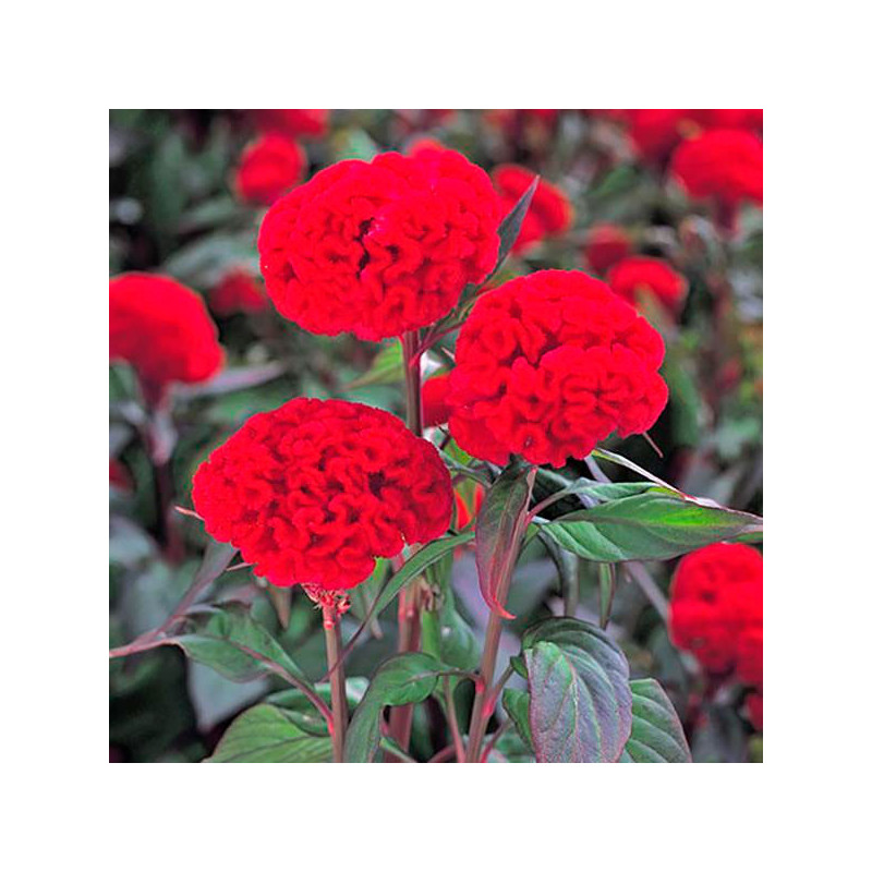  Celosia Cresta de Gallo 1000 Semillas argentea cristata Kurume New Scarlet Flor Corte 68.644068 Celosia Cresta de Gallo 1000 Se