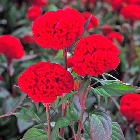  Celosia Cresta de Gallo 1000 Semillas argentea cristata Kurume New Scarlet Flor Corte 68.644068 Celosia Cresta de Gallo 1000 Se