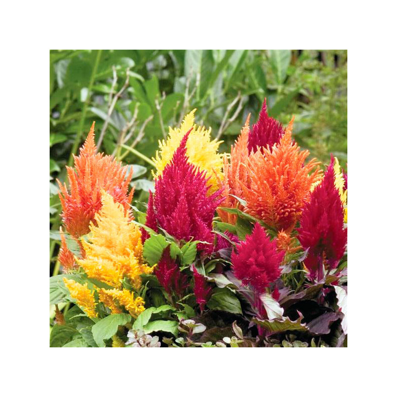  Celosia 1000 Semillas plumosa- argentea Fashion Look Mix PLT Flor Maceta 74.576271 Celosia 1000 Semillas plumosa- argentea Fash