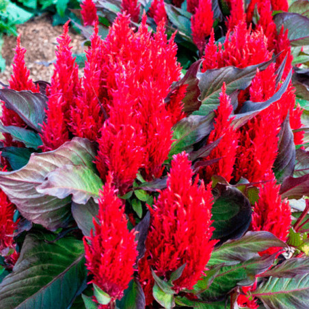  Celosia 1000 Semillas plumosa- argentea Arrabona Bronze Leafed Red Flor Maceta 74.576271 Celosia 1000 Semillas plumosa- argente