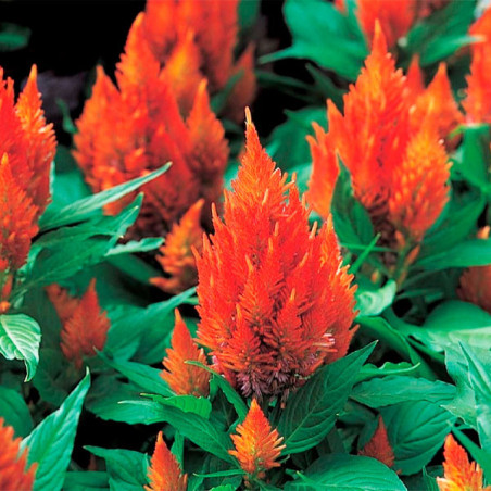 Celosia 1000 Semillas spicata Castle Orange Flor Maceta FLOWER SEEDS-Celosia 1000 Semillas spicata Castle Orange Flor Maceta Ger