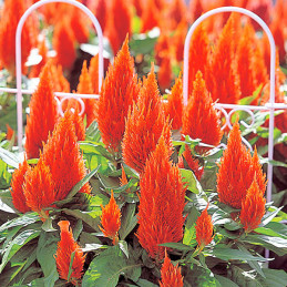 Celosia 1000 Semillas spicata Castle Orange Flor Maceta FLOWER SEEDS-Celosia 1000 Semillas spicata Castle Orange Flor Maceta Ger