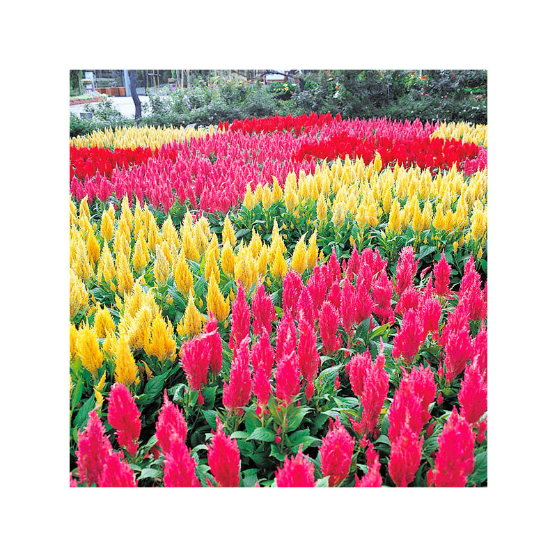  Celosia 1000 Semillas spicata Castle Mix Flor Maceta 68.644068 Celosia 1000 Semillas spicata Castle Mix Flor Maceta
Germinación