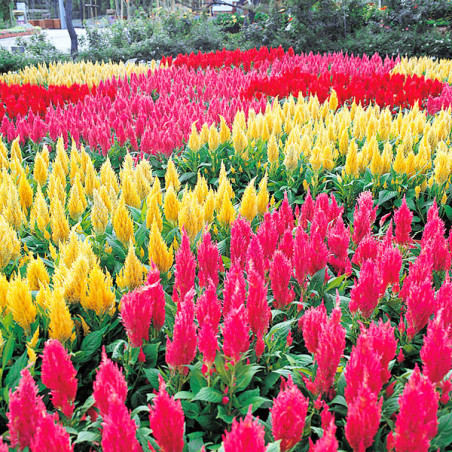  Celosia 1000 Semillas spicata Castle Mix Flor Maceta 68.644068 Celosia 1000 Semillas spicata Castle Mix Flor Maceta
Germinación