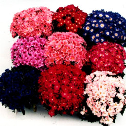  Cineraria 500 Semillas Senecio cruentus Pericallis cruenta Angel Mix Flor Maceta 137.288136 Cineraria 500 Semillas Senecio crue