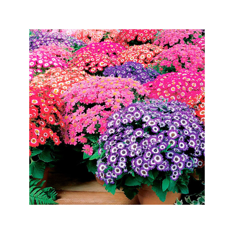  Cineraria 1000 Semillas Senecio cruentus Pericallis cruenta Early Perfection Mix Flor Maceta 194.915254 Cineraria 1000 Semillas