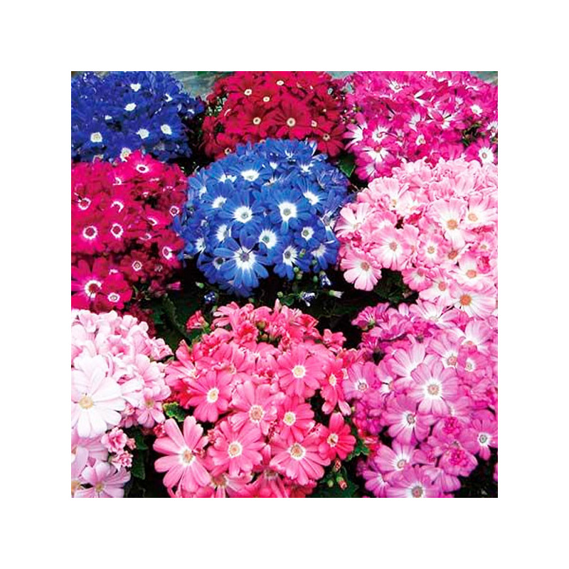  Cineraria 1000 Semillas Senecio cruentus Resort Mix Flor Maceta 297.457627 Cineraria 1000 Semillas Senecio cruentus Resort Mix 