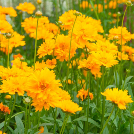  Coreopsis 1000 Semillas grandiflora Early Sunrise RPM Flor Maceta Jardin 85.59322 Coreopsis 1000 Semillas grandiflora Early Sun