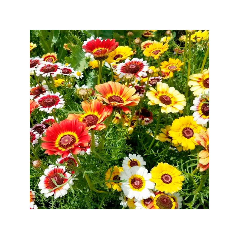 Margarita 1gr Semillas Chrysanthemum Carinatum Simp Mix Flor Maceta Jardin 61 Margarita 1gr Semillas Chrysanthemum Carinatum Si Margarita 1gr Semillas Chrysanthemum Carinatum Simp Mix Flor Maceta Jardin 61 Margarita 1gr Semillas Chrysanthemum Carinatum Si