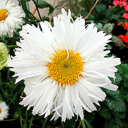  Margarita 1000 Semilla Leucanthemum Chrysanthemum Superbum Crazy Daisy Flor Corte 108 Margarita 1000 Semilla Leucanthemum Chrys