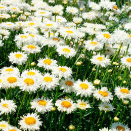  Margarita 1000 Semilla Leucanthemum Chrysanthemum Superbum Crazy Daisy Flor Corte 108 Margarita 1000 Semilla Leucanthemum Chrys