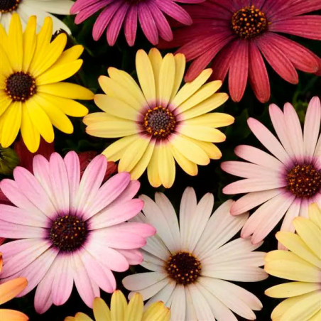  Margarita 100 Semillas Osteospermum ecklonis Akila Grand Canyon Mix Flor Maceta 108.474576 Margarita 100 Semillas Osteospermum 