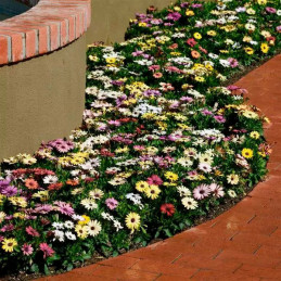  Margarita 100 Semillas Osteospermum ecklonis Akila Grand Canyon Mix Flor Maceta 108.474576 Margarita 100 Semillas Osteospermum 