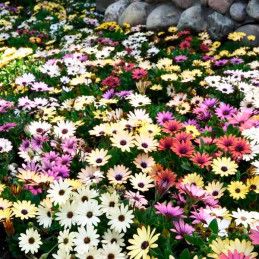  Margarita 100 Semillas Osteospermum ecklonis Akila Grand Canyon Mix Flor Maceta 108.474576 Margarita 100 Semillas Osteospermum 