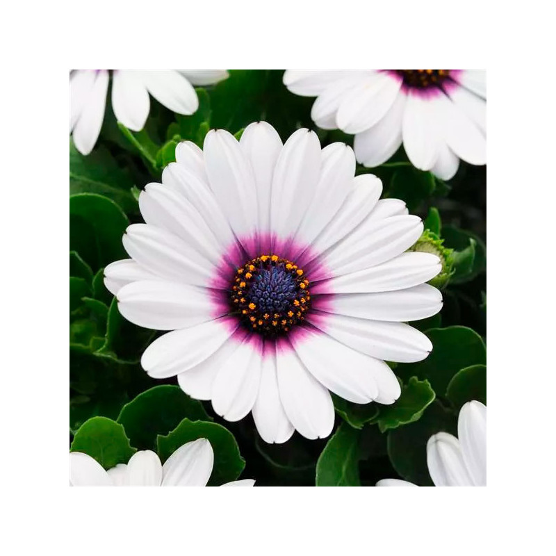  Margarita 100 Semillas Osteospermum ecklonis Akila White Purple Eye Flor Maceta 108.474576 Margarita 100 Semillas Osteospermum 
