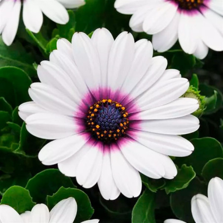  Margarita 100 Semillas Osteospermum ecklonis Akila White Purple Eye Flor Maceta 108.474576 Margarita 100 Semillas Osteospermum 