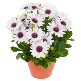 Margarita 100 Semillas Osteospermum ecklonis Akila White Purple Eye Flor Maceta 108.474576 Margarita 100 Semillas Osteospermum 