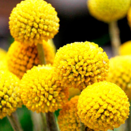  Craspedia 1000 Semillas globosa Drumstick Flor Corte 84 Craspedia 1000 Semillas globosa Drumstick Flor Corte
Germinación : 7-14