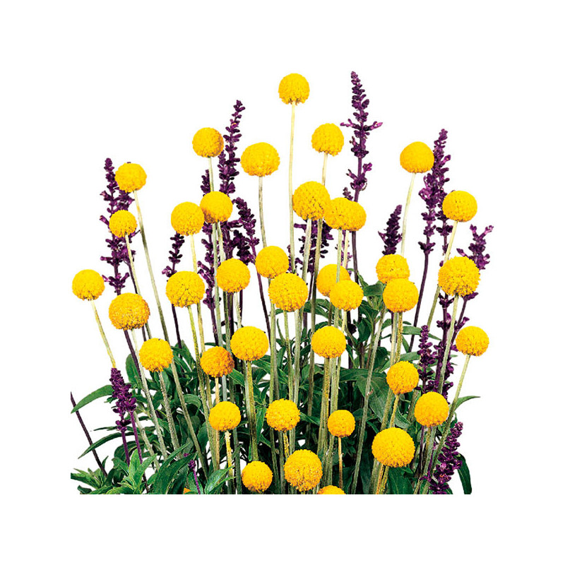  Craspedia 1000 Semillas globosa Drumstick Flor Corte 84 Craspedia 1000 Semillas globosa Drumstick Flor Corte
Germinación : 7-14